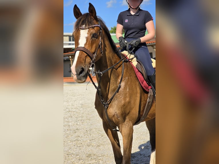 Irish Sport Horse Wallach 20 Jahre 174 cm Brauner in Bad Tennstedt