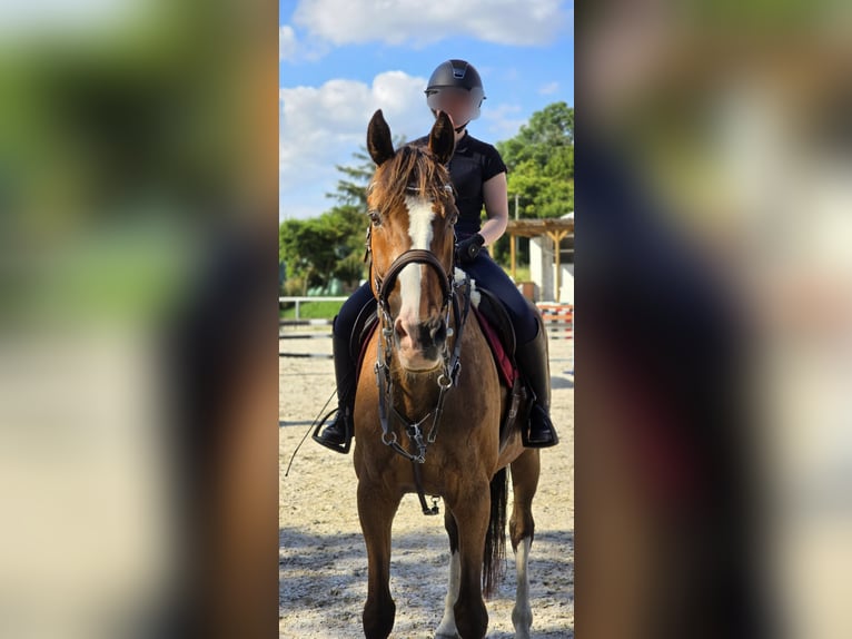 Irish Sport Horse Wallach 20 Jahre 174 cm Brauner in Bad Tennstedt