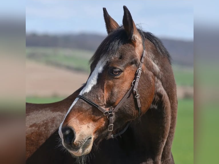 Irish Sport Horse Wallach 20 Jahre 174 cm Brauner in Bad Tennstedt