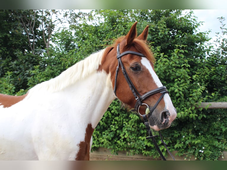 Irish Sport Horse Wallach 21 Jahre 165 cm Schecke in Vaterstetten