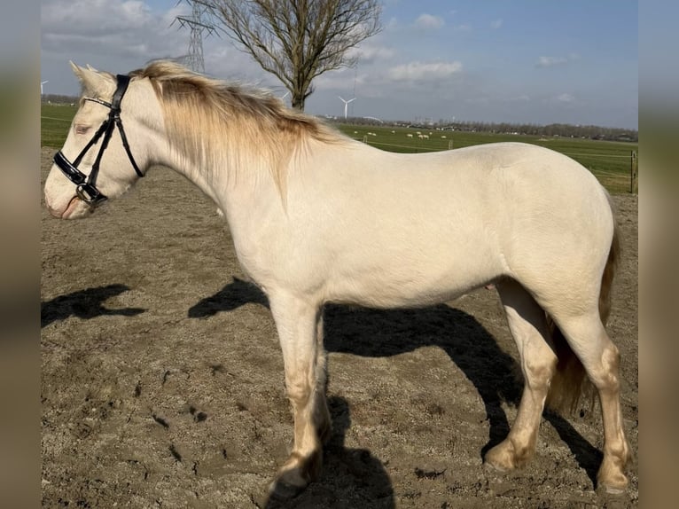Irish Sport Horse Wallach 3 Jahre 147 cm Cremello in Zwartewaal