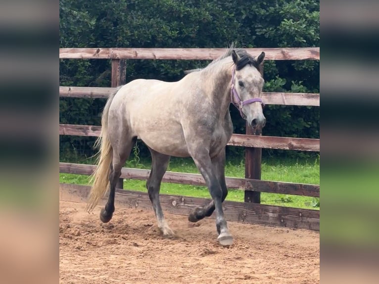 Irish Sport Horse Mix Wallach 3 Jahre 152 cm Schimmel in Newry