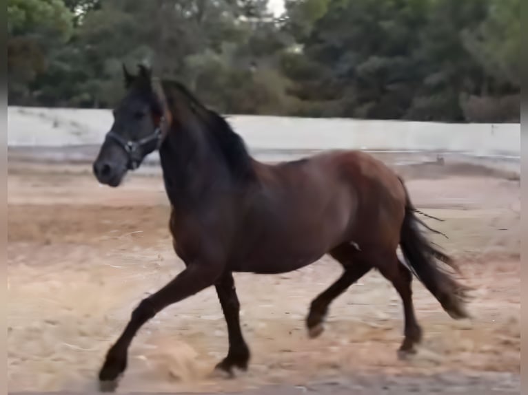 Irish Sport Horse Wallach 3 Jahre 156 cm Dunkelbrauner in Saltet (Partida)