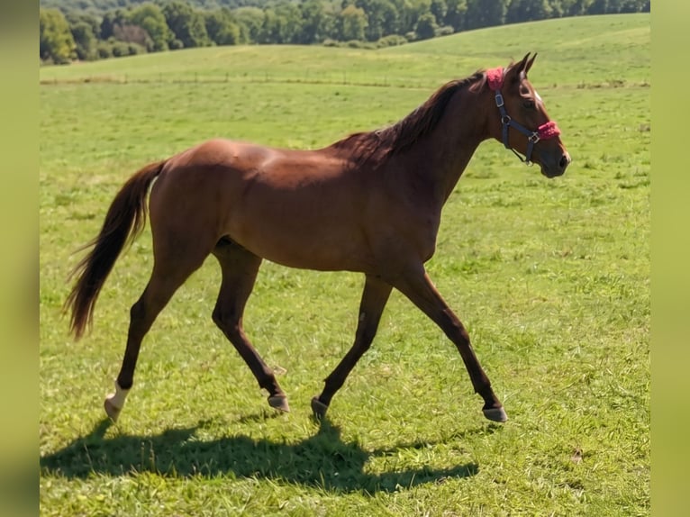 Irish Sport Horse Wallach 3 Jahre 159 cm Brauner in Lage
