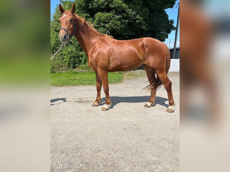 Irish Sport Horse Wallach 3 Jahre 160 cm Dunkelfuchs in Cork