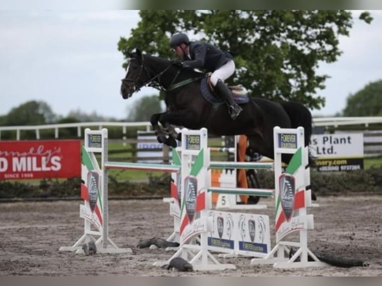Irish Sport Horse Wallach 3 Jahre 164 cm Brauner in Stranorlar