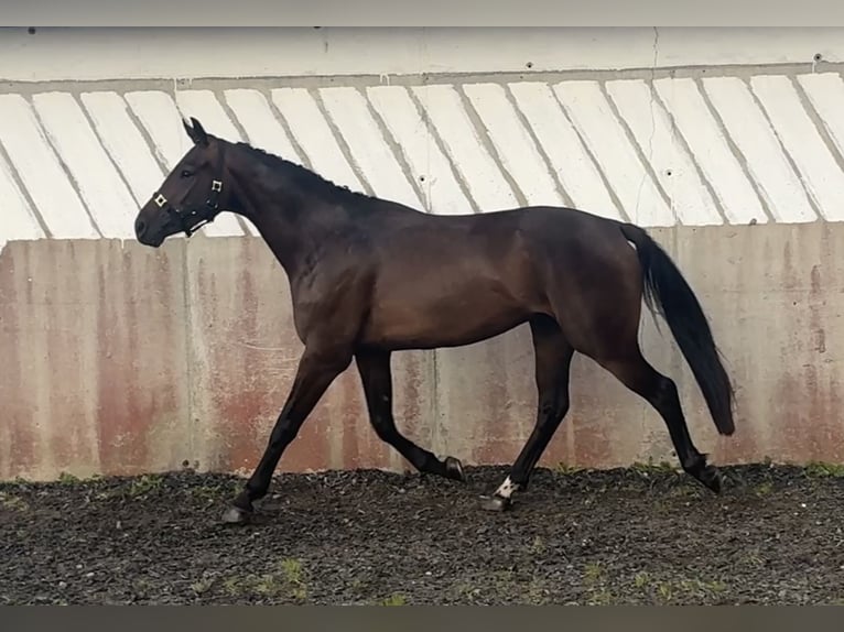 Irish Sport Horse Wallach 3 Jahre 164 cm Brauner in Stranorlar