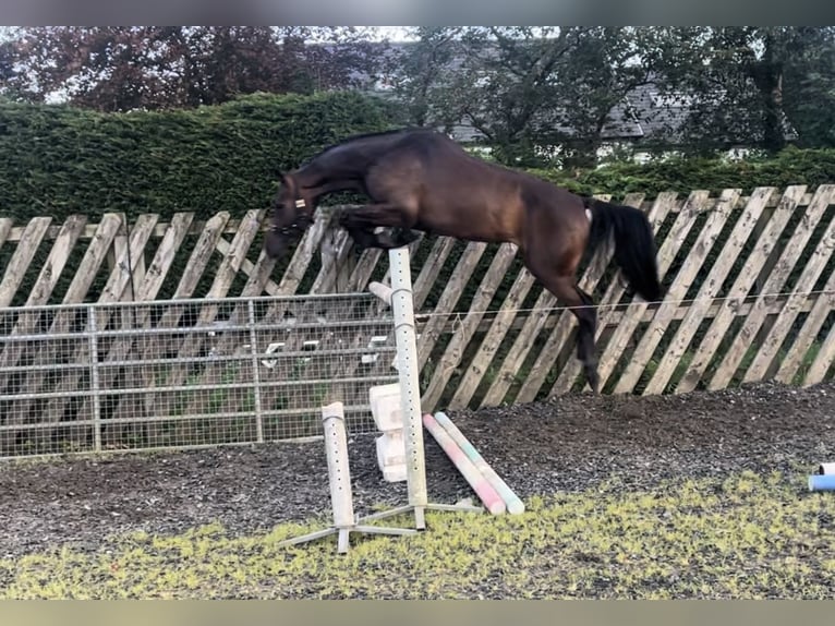 Irish Sport Horse Wallach 3 Jahre 164 cm Brauner in Stranorlar