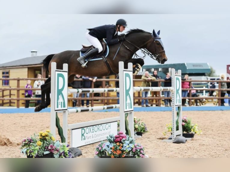 Irish Sport Horse Wallach 3 Jahre 164 cm Brauner in Stranorlar
