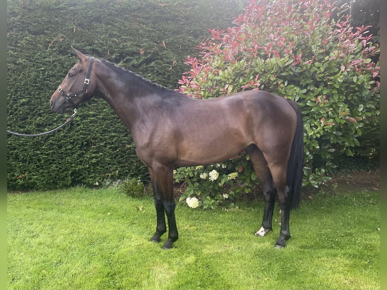 Irish Sport Horse Wallach 3 Jahre 164 cm Brauner in Stranorlar