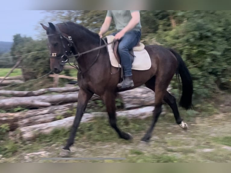 Irish Sport Horse Wallach 3 Jahre 164 cm Brauner in Stranorlar