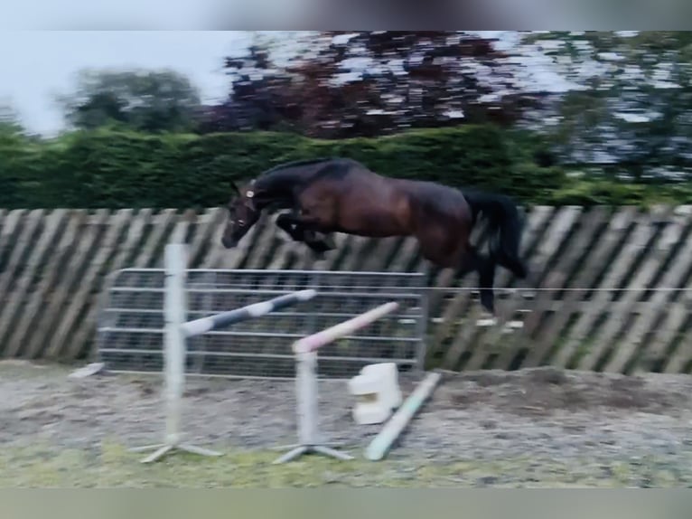 Irish Sport Horse Wallach 3 Jahre 164 cm Brauner in Stranorlar