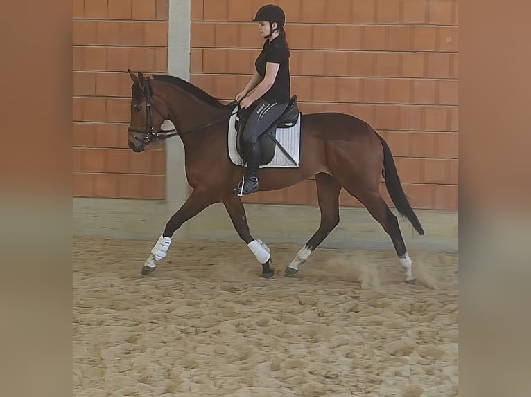 Irish Sport Horse Wallach 3 Jahre 165 cm Brauner in Blomberg