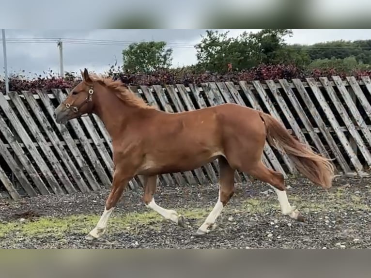 Irish Sport Horse Wallach 3 Jahre 167 cm Dunkelfuchs in Stranorlar