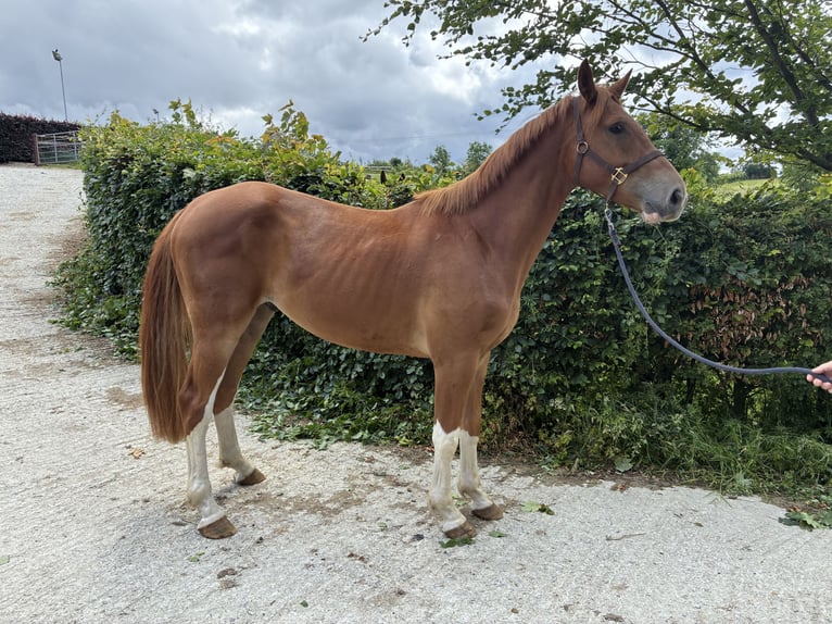 Irish Sport Horse Wallach 3 Jahre 167 cm Dunkelfuchs in Stranorlar