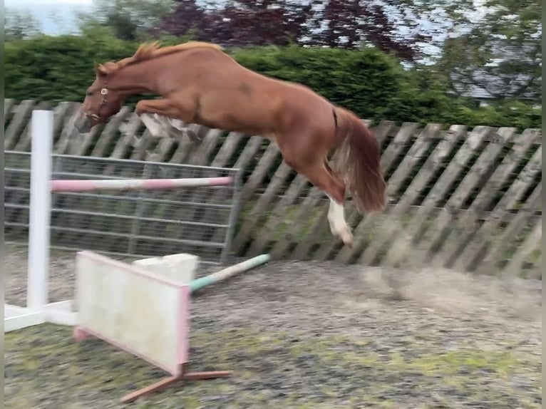Irish Sport Horse Wallach 3 Jahre 167 cm Dunkelfuchs in Stranorlar