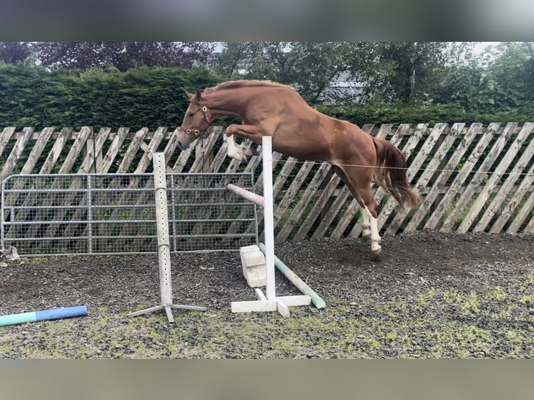 Irish Sport Horse Wallach 3 Jahre 167 cm Dunkelfuchs in Stranorlar