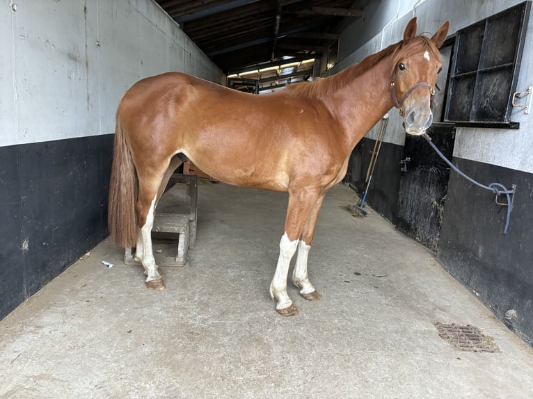 Irish Sport Horse Wallach 3 Jahre 167 cm Dunkelfuchs in Stranorlar
