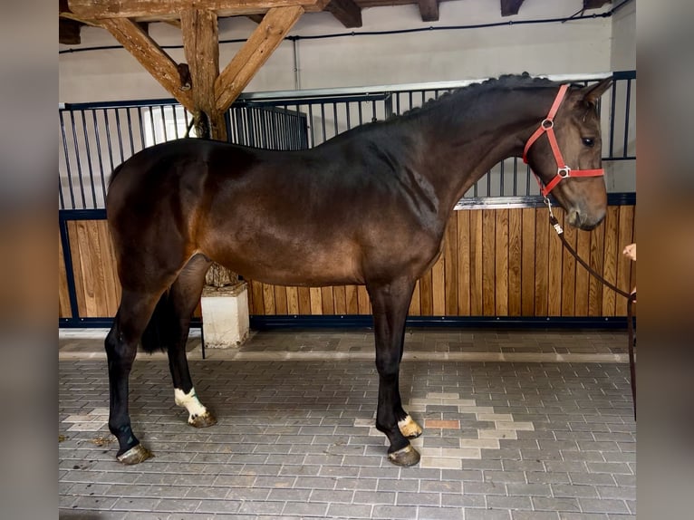 Irish Sport Horse Wallach 3 Jahre 168 cm Dunkelbrauner in Lendava