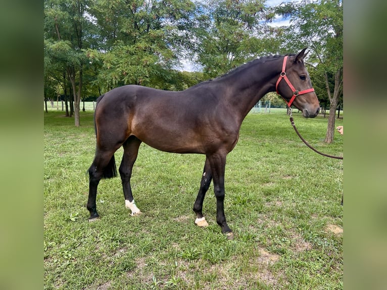 Irish Sport Horse Wallach 3 Jahre 168 cm Dunkelbrauner in Lendava