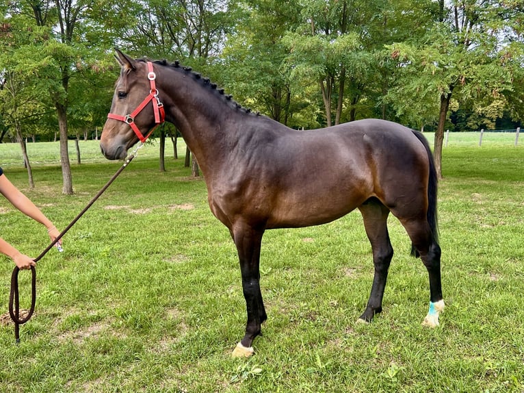 Irish Sport Horse Wallach 3 Jahre 168 cm Dunkelbrauner in Lendava