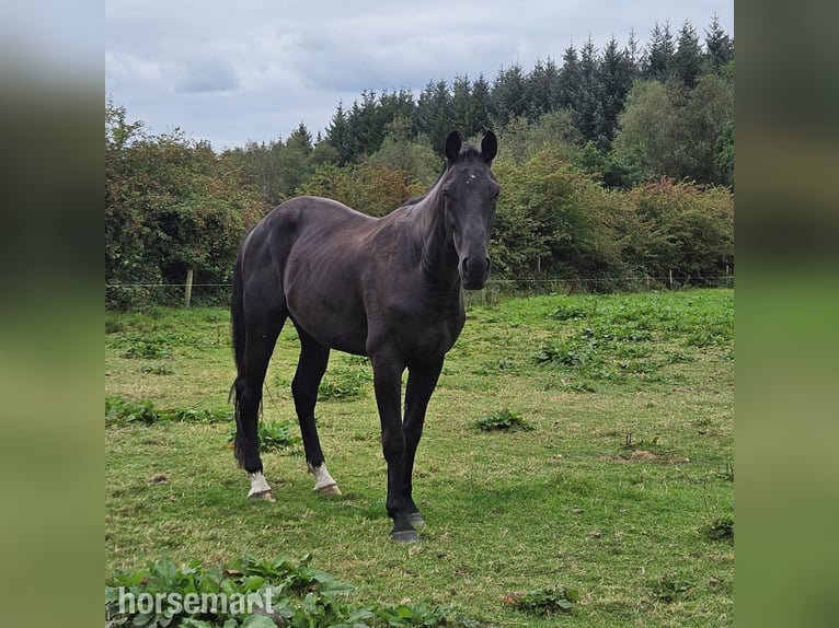Irish Sport Horse Wallach 3 Jahre 168 cm Rappe in Schenectady