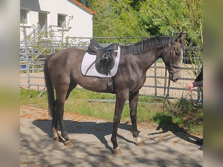 Irish Sport Horse Wallach 3 Jahre 168 cm Rappschimmel in Blomberg