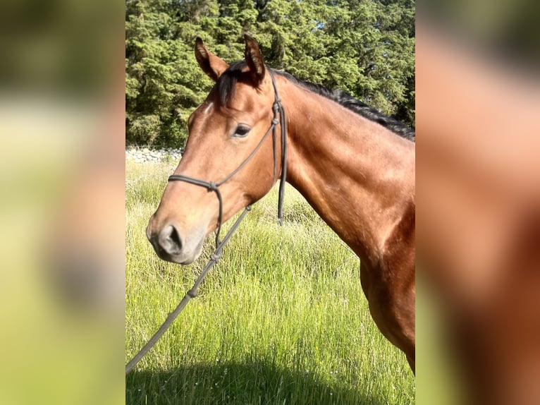 Irish Sport Horse Wallach 3 Jahre Rotbrauner in Galway