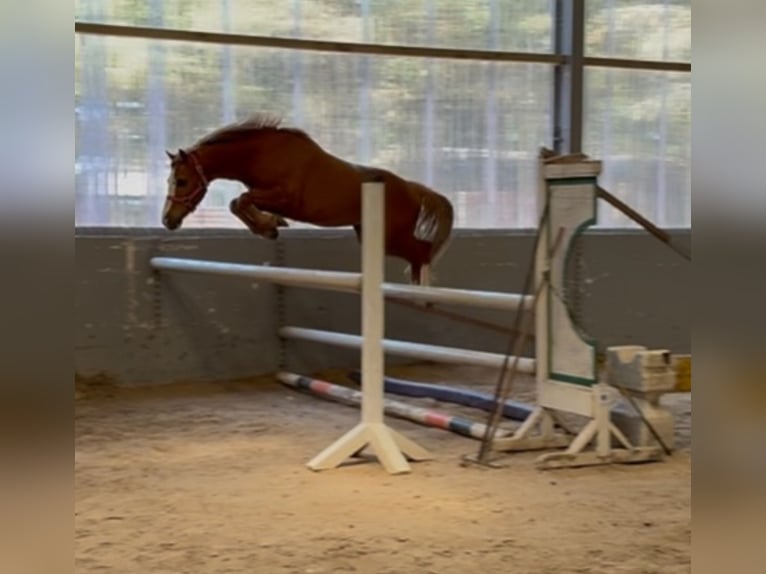 Irish Sport Horse Wallach 4 Jahre 128 cm Dunkelfuchs in Mayo