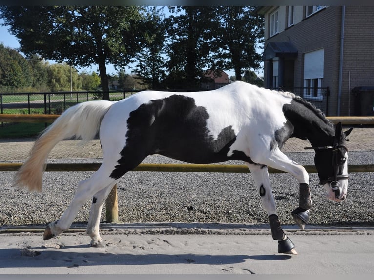 Irish Sport Horse Wallach 4 Jahre 146 cm Schecke in Venlo