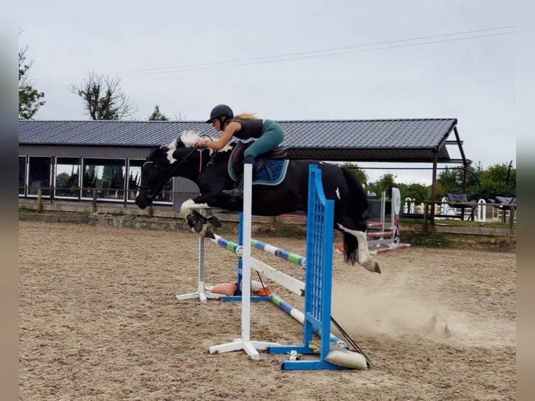 Irish Sport Horse Wallach 4 Jahre 147 cm Schecke in Mountrath, Co. Laois