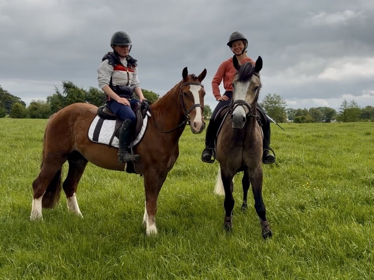 Irish Sport Horse Wallach 4 Jahre 148 cm Dunkelfuchs in Laois