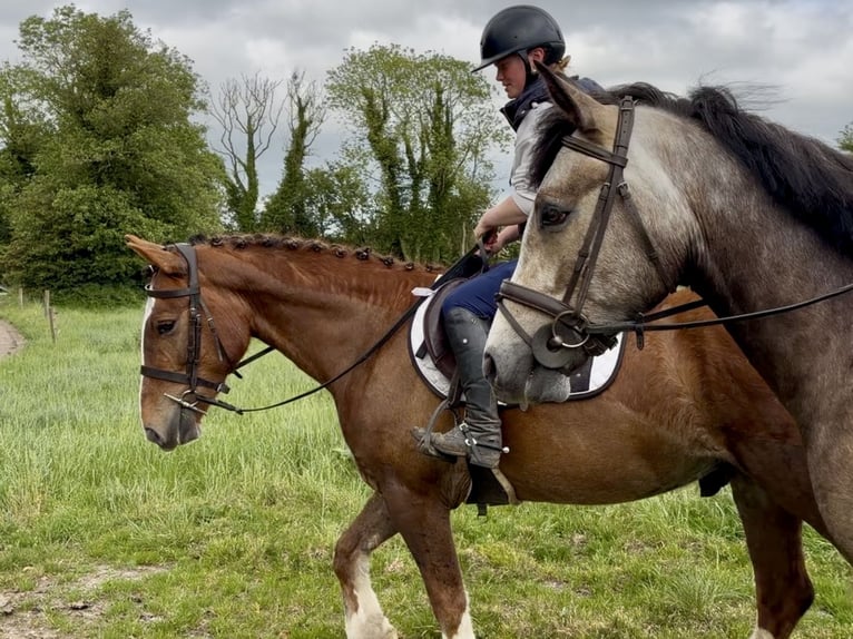 Irish Sport Horse Wallach 4 Jahre 148 cm Dunkelfuchs in Laois