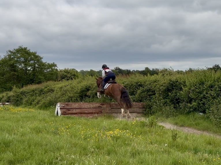 Irish Sport Horse Wallach 4 Jahre 148 cm Dunkelfuchs in Laois