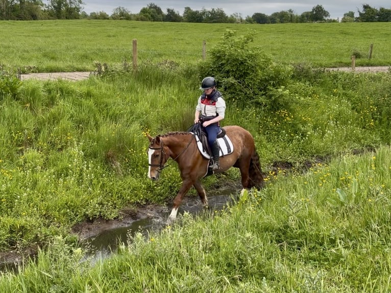 Irish Sport Horse Wallach 4 Jahre 148 cm Dunkelfuchs in Laois