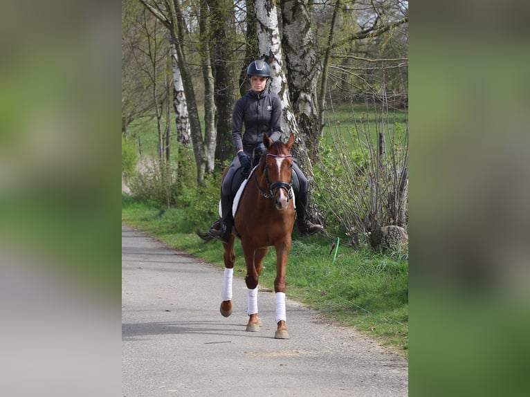 Irish Sport Horse Mix Wallach 4 Jahre 150 cm Fuchs in Uelsen