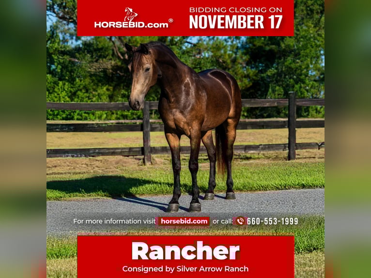 Irish Sport Horse Mix Wallach 4 Jahre 152 cm Buckskin in Ocala