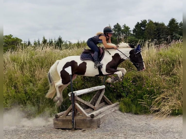 Irish Sport Horse Mix Wallach 4 Jahre 153 cm Schecke in Mountrath, Co. Laois