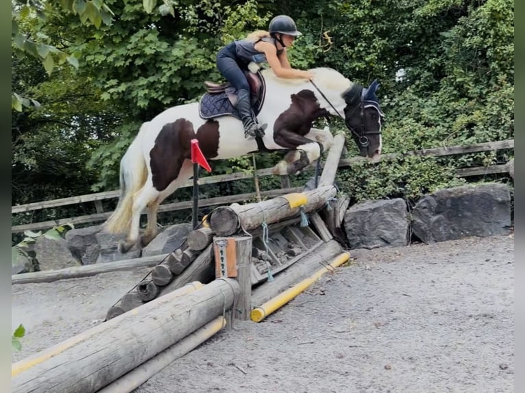 Irish Sport Horse Mix Wallach 4 Jahre 153 cm Schecke in Mountrath, Co. Laois