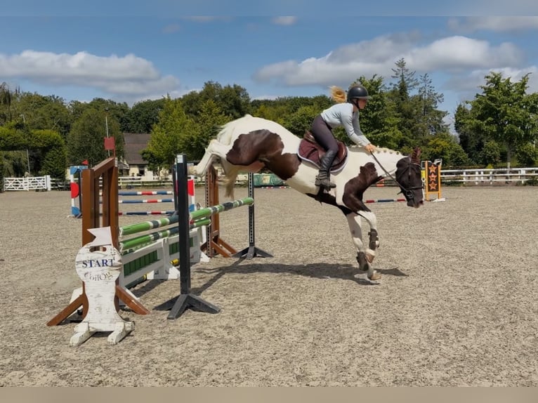 Irish Sport Horse Mix Wallach 4 Jahre 153 cm Schecke in Mountrath, Co. Laois