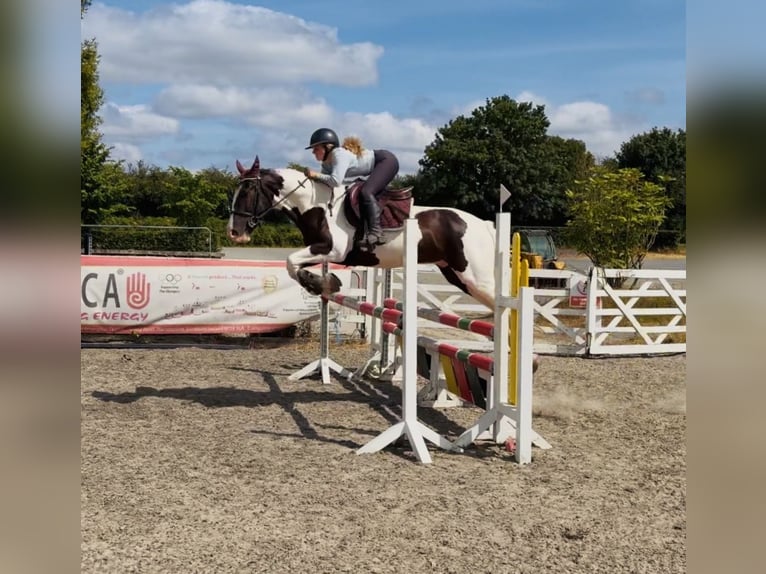 Irish Sport Horse Mix Wallach 4 Jahre 153 cm Schecke in Mountrath, Co. Laois