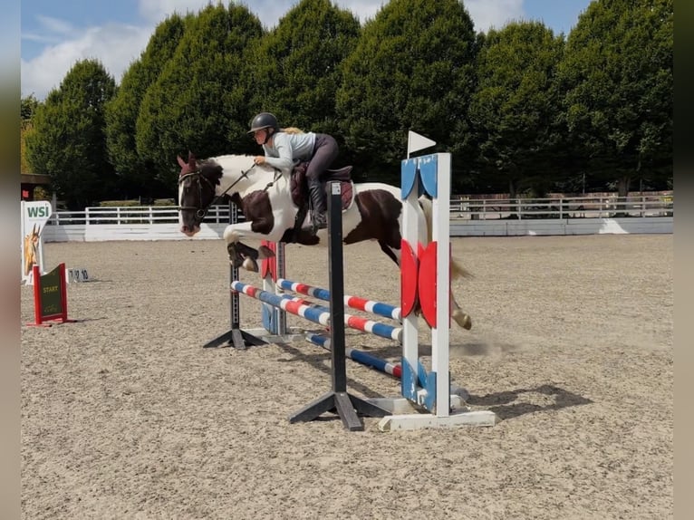 Irish Sport Horse Mix Wallach 4 Jahre 153 cm Schecke in Mountrath, Co. Laois