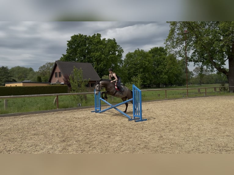 Irish Sport Horse Mix Wallach 4 Jahre 155 cm Kann Schimmel werden in Beucha