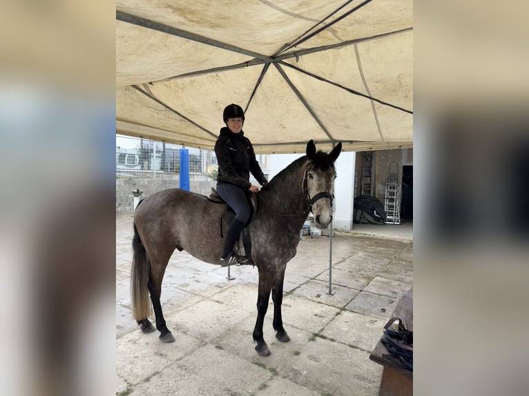 Irish Sport Horse Mix Wallach 4 Jahre 155 cm Kann Schimmel werden in Beucha