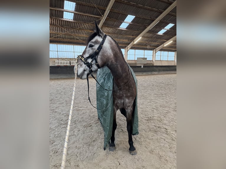 Irish Sport Horse Mix Wallach 4 Jahre 155 cm Kann Schimmel werden in Beucha