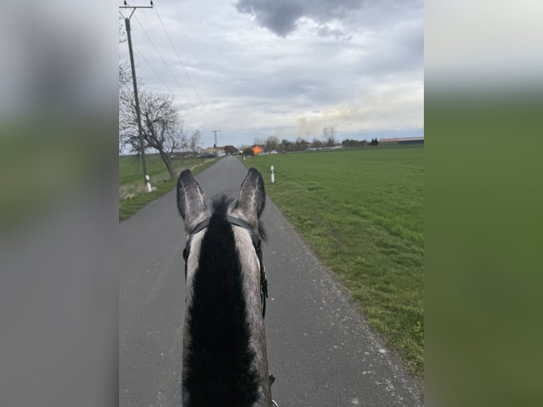 Irish Sport Horse Mix Wallach 4 Jahre 155 cm Kann Schimmel werden in Beucha