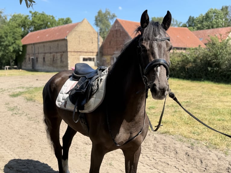 Irish Sport Horse Wallach 4 Jahre 156 cm Rappe in Trebbin