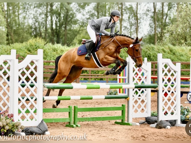 Irish Sport Horse Wallach 4 Jahre 158 cm Rotbrauner in Newry