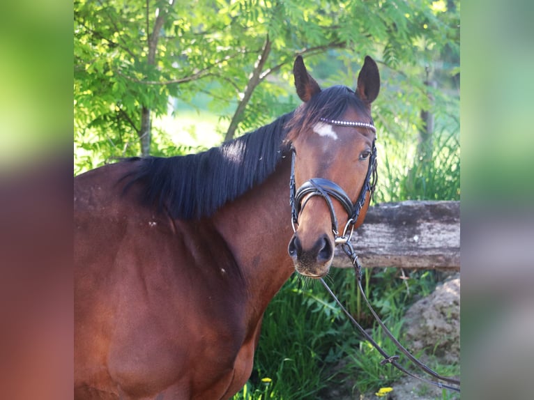 Irish Sport Horse Mix Wallach 4 Jahre 160 cm Brauner in Uelsen