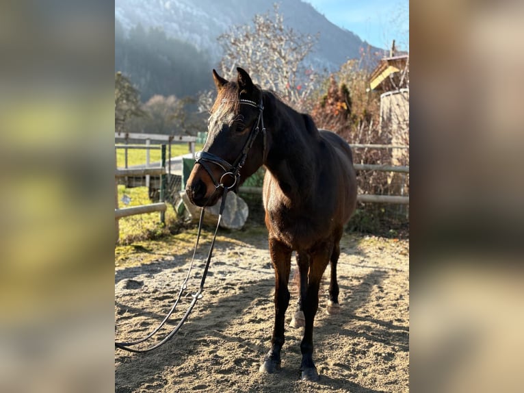 Irish Sport Horse Wallach 4 Jahre 160 cm Dunkelbrauner in Gummern